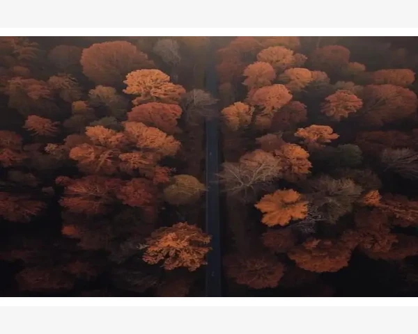 夏季养生正当时：脾胃调养的小妙招
